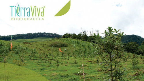 Mantenimiento de árboles en TierraViva